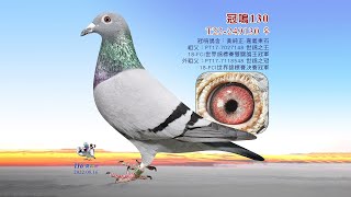 【黃純正】T22-249130