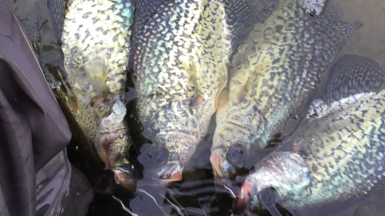 Crappie Fishing With Crappie YouTube