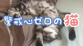 お腹を出して仰向けに寝る猫 Youtube