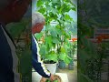 Smart farmers cultivate cucumbers in mini rooftop gardens #shorts