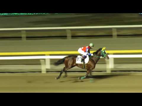 【ベンテンコゾウ＆マルヒロナッツオー】レース前の返し馬｜チバテレ盃(準重賞)’2019