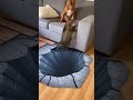 so funny #viral #trending #short