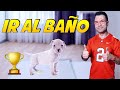 Enseñar a un Cachorro a hacer sus necesidades en su sitio 🐶✌🏼| Cómo Educar Perros 📝