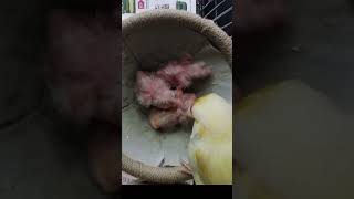 Feeding time for the Canary chicks