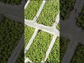 الفيديو كامل على القناة عصر الزيتون في الاردن الاردن Jordan Olive Olive Oil زيت زيتون الفيديو كامل على القناة عصر الزيتون في الاردن الاردن Jordan Olive Olive Oil زيت زيتون