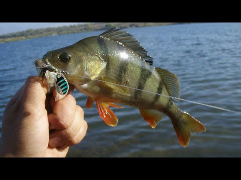 თევზაობა ქორჭილაზე / ისტორია ქორჭილას შესახებ