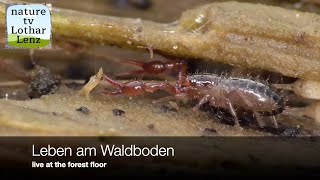 Leben Am Waldboden 7. Life At The Forest Floor