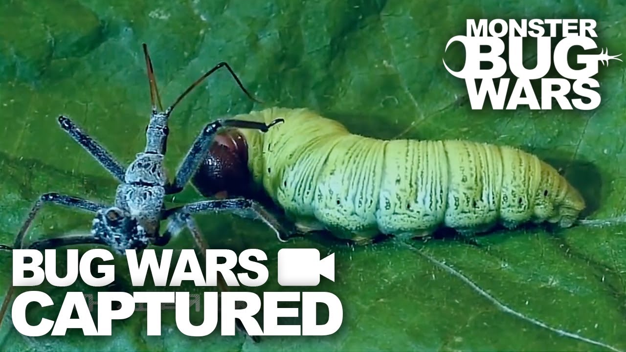 hval Luscious fjer Bug Wars Captured | Compilation #6 | MONSTER BUG WARS - YouTube