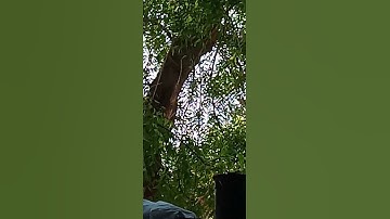 السجدة الثانيه من سورة الحج