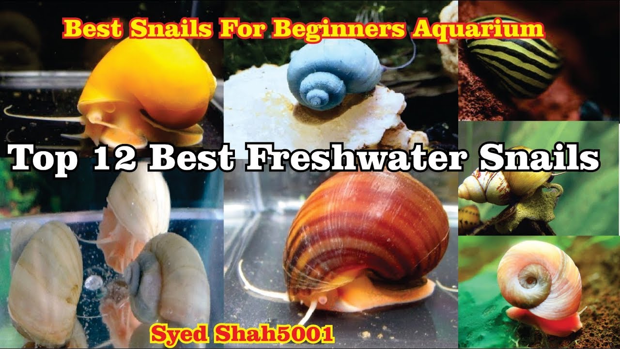 best snails for freshwater tank