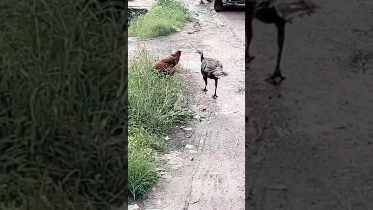 A turkey hen meeting another hen. 