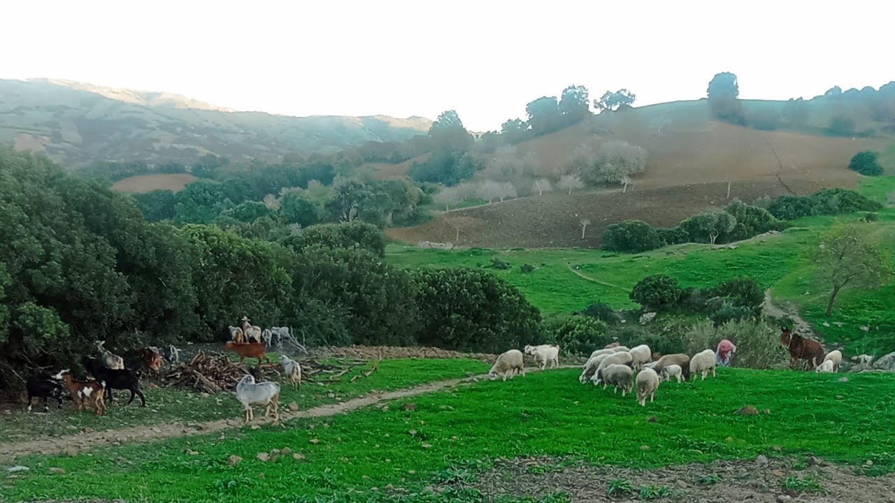 🥳همزة الهمزة💥 ارض رائعة 🌳 مساحة 5000متر 20درهم للمتر وعباد الله 😱 دخلوا تشوفو الهمزة 💯0703640826طنجة