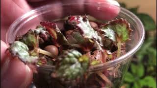 Rex Begonias Propagation In LECA