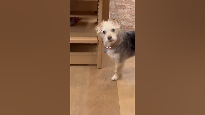 This dog can hide anything in his mouth 😂😂 #funny #pets #dogfans #dogsworld #dogslife #puppy