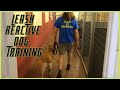 Leash Reactive Dog How To Dog Training