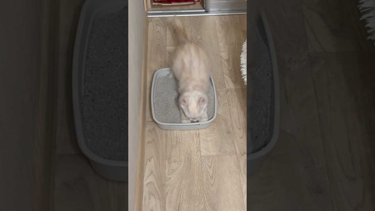 Вторая покупка для мейн-куна - большой лоток 