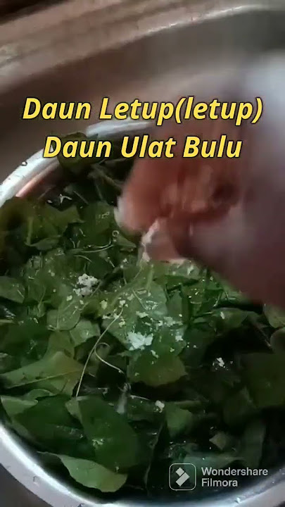 Daun Letup /Daun Letup Letup /Daun Ulat Bulu #shorts #shortsvideo #ibanvlog #sarawakfood