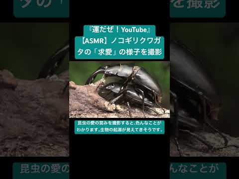 【ASMR】ノコギリクワガタの「求愛」の様子を撮影 #sdgs #クワガタ #虫の音 #insects #sound #昆虫 #虫の声 #bug #yt #mating #courtship