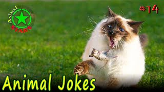 Animal Jokes 🐶 🐒 🐼 Funny Dogs Cute Cats Amazing Pets Funny Jokes 2020 №14 by Animal Stars 1,727 views 3 years ago 5 minutes, 14 seconds