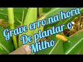 ERROS   BÁSICOS  NO PLANTIO  DE MILHO.