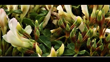 Trifolium subterraneum, the subterranean clover often shortened to sub clover Greece  by Theo
