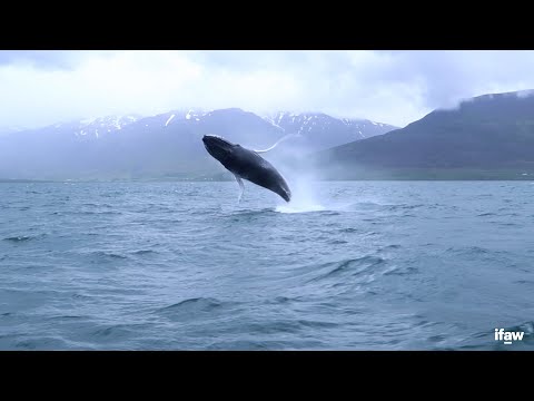 Iceland calls for