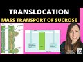 A-level Biology TRANSLOCATION OF SUCROSE- mass flow hypothesis in plants and structure of the phloem