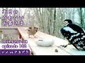 『瞬殺(笑)シメvsアカゲラ』2019/02/07-08本日のかわいいお客さま