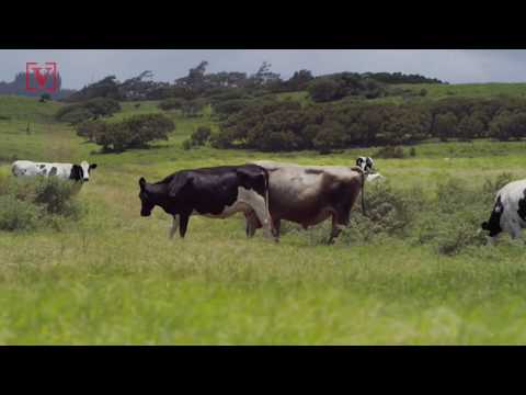 Scientists Think Cows Will Be the Largest Animals on Land in the Future