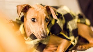 Understanding Italian Greyhound Vocalization: Tips to Manage Barking