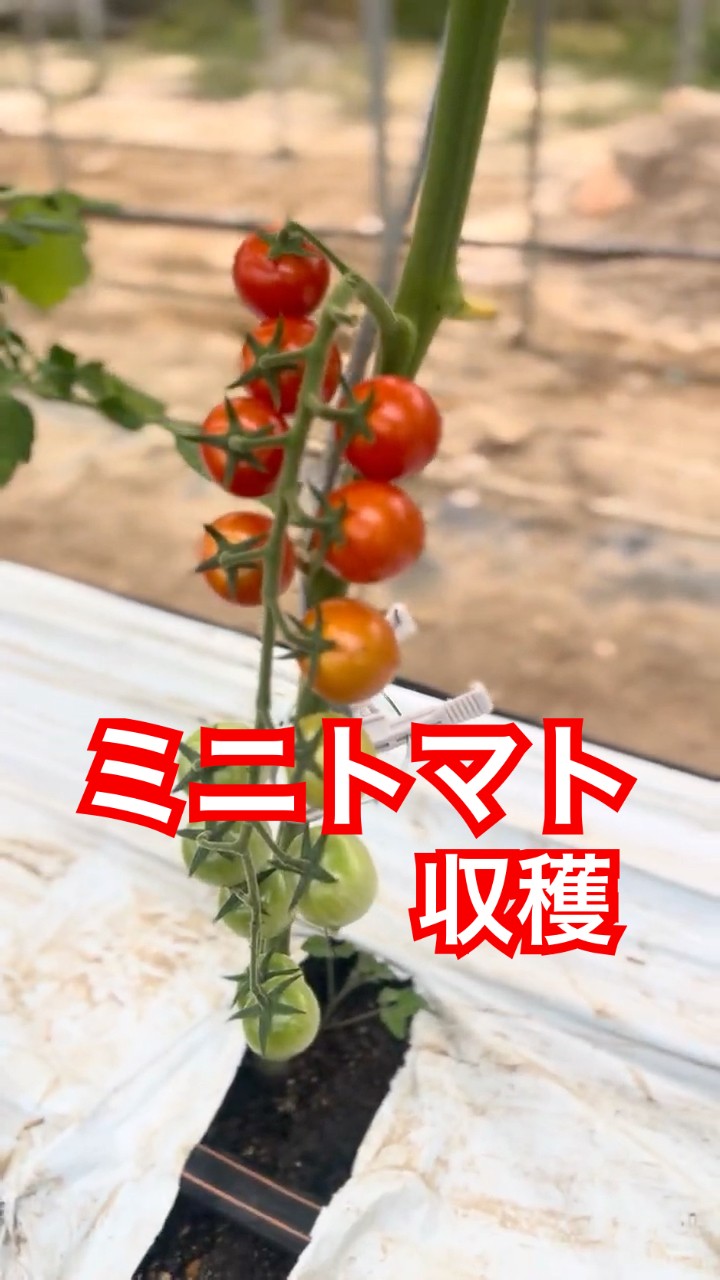 Finally harvesting! Our home-grown cherry tomatoes like 