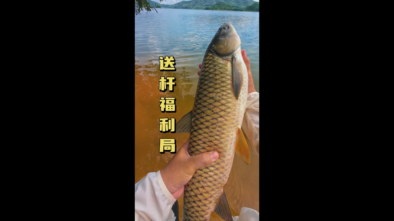 周末小小抽一波土鲮麦鲮，同时也是个送杆福利局#原来钓鱼才是抖音运动顶流 #爱生活爱钓鱼 #土鲮 #2024dou来钓鱼 #钓鱼的乐趣只有钓鱼人 ...