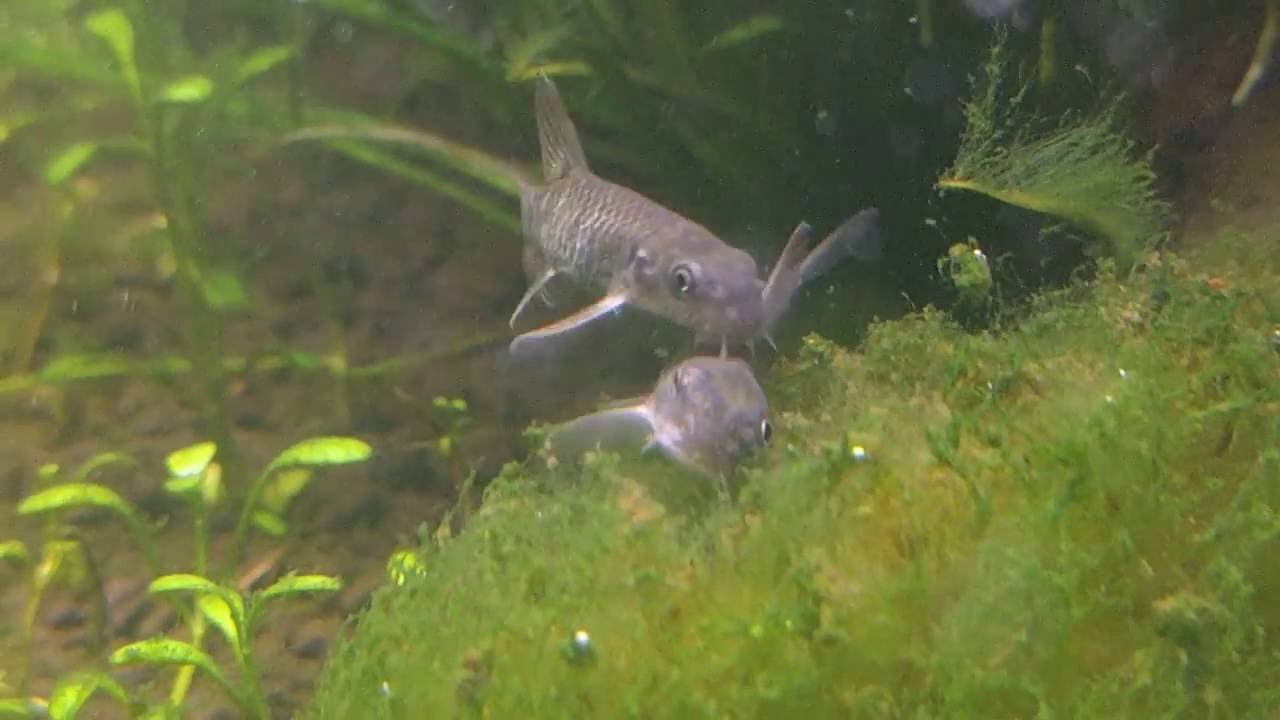 Garra Rufa eating Green Hair Algae (part 1)