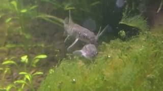 Garra Rufa Eating Green Hair Algae Part 1