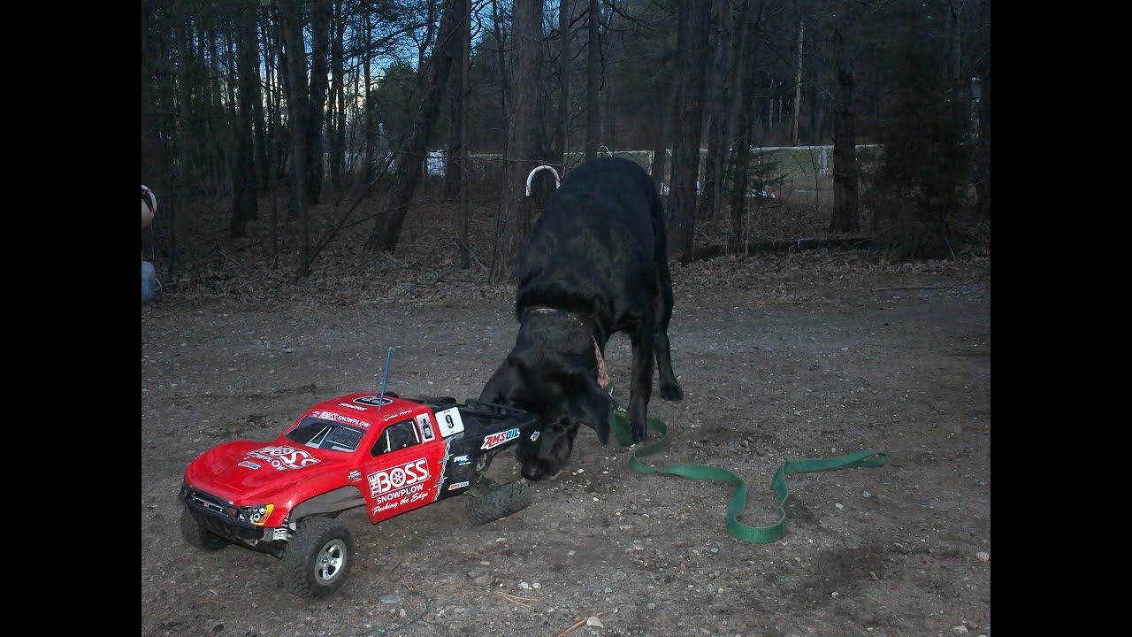 Dog s RC Car watch v=vXNT4Yl4svY