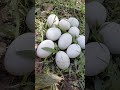 জমিতে হাঁস অনেকগুলো ডিম দিয়েছে।#cookingisfun #food #mycooking #cookingvideo #egg