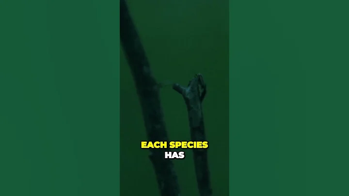 The Enigmatic World of Bioluminescence How Fireflies Use Light to Woo Their Mates