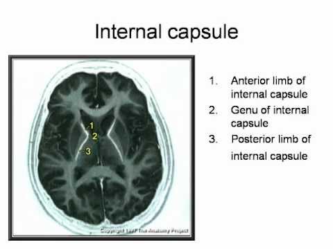 Central Nervous System(CNS).ppt - YouTube