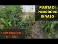 Esperimento Nr1 Pianta di Pomodoro in vaso
