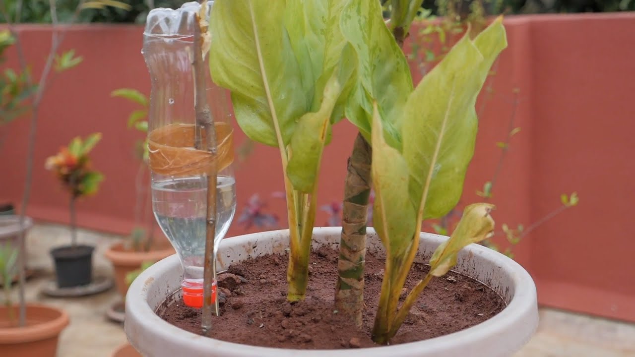 (Marathi) 3 Easy Self Watering Systems For Your Plants or Home/Terrace