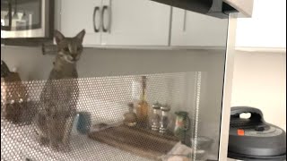 Cute Cat Mesmerized By His Reflection In The Oven Door. ?