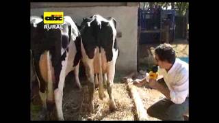 Apareamiento correctivo en vacas lecheras Ing Hugo Pistilli ganadería