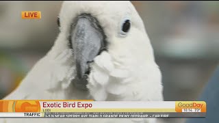 Exotic Bird Expo