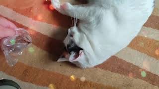 Our Funny Cats Mix / Nasze Koty Mix