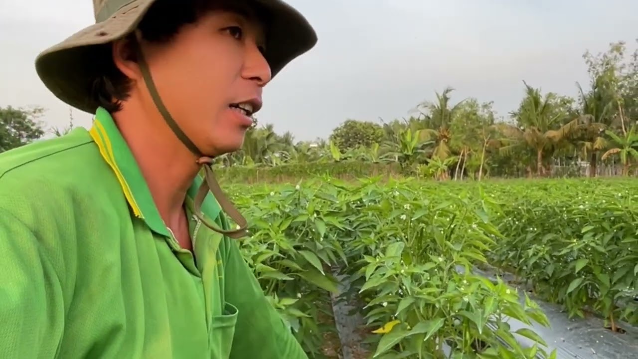 Trồng Rau Màu - Cách Phòng Ngừa Héo Xanh Ch.ết Cây Con Xoăn Đọt Khảm Lá Trên Một Ớt 