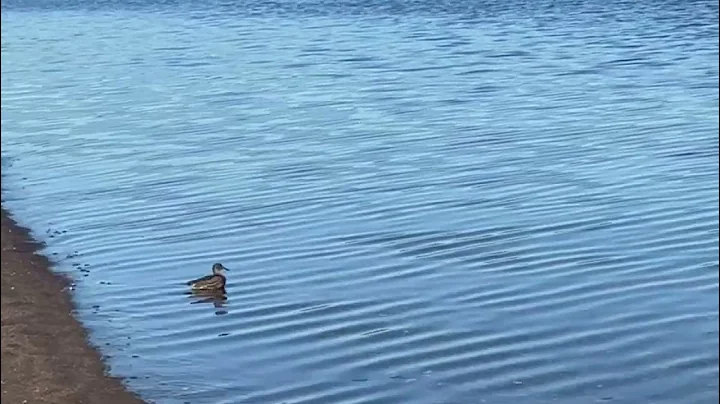 Boozhoo zhiishiib!  Hello duck.