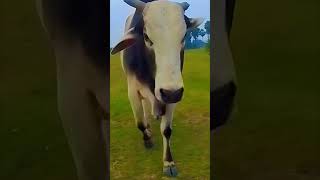 jode jode falwa#trending#sort#video viral#bhojpuri#chhat git