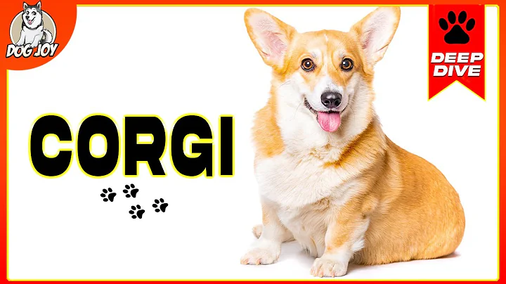 EVERYTHING You Need to Know About The CORGI - DayDayNews