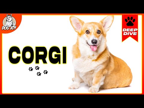 Video: Informasi Berkembang Welsh Corgi: Apa yang Benar-Benar Perlu Anda Ketahui