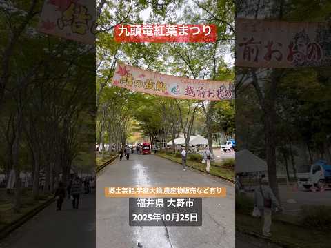 「九頭竜紅葉まつり」色鮮やかな紅葉にぐるりと囲まれた会場には旬の味覚が勢ぞろい！旬の里芋や野菜の即売や大野のグルメの販売、いも煮大鍋、郷土芸能など有り。福井県 大野市。2025年10月25日～26日。